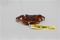 藏品(角額仿相手蟹)的圖片